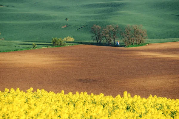 The chapel of st. Barbara on Moravian fields during spring time in Czech Republic — Stock Photo, Image