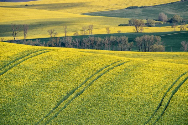 Terras agrícolas de primavera em colinas da Morávia do Sul. Campos verdes e amarelos checos da mola. Cenário agrícola rural — Fotografia de Stock