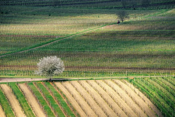 Prachtige wijngaarden in Moravië, Tsjechië — Stockfoto
