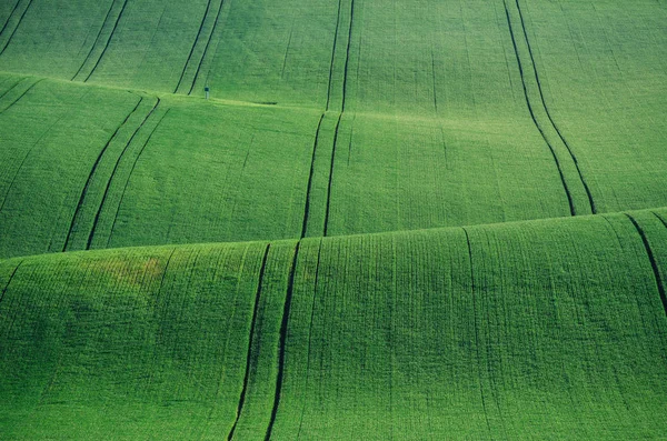 Hullámos dombok alatt tavasszal South Moravia, Csehország — Stock Fotó