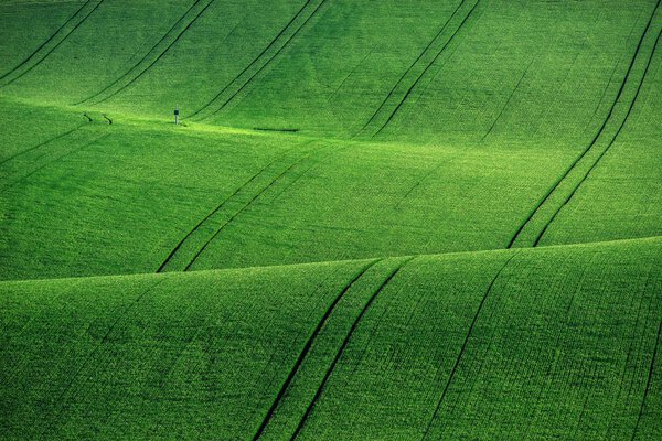 Lines and waves with trees in the spring, South Moravia, Czech Republic