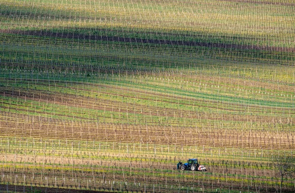 Weinberg im Gebiet velke bilovice, dem größten Weindorf in Mähren, Tschechische Republik — Stockfoto