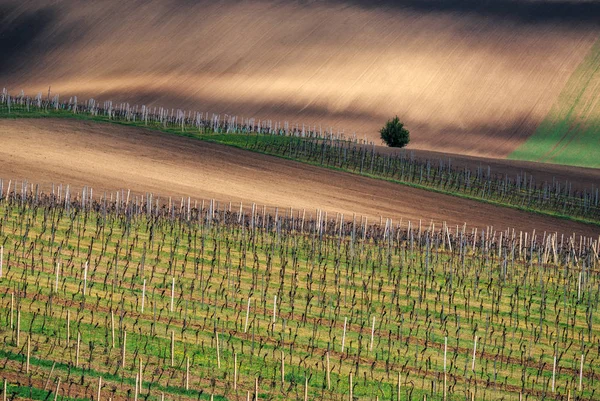 Wijngaard over stad Velke Bilovice, Zuid-Moravië, Tsjechië — Stockfoto