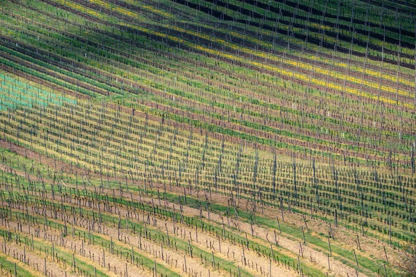 Vista das vinhas de primavera perto de Velke Bilovice, República Checa — Fotografia de Stock