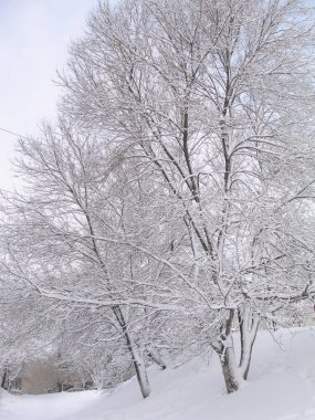Winter park, karla kaplı ağaçlar, beyaz dalları, wainter manzara   