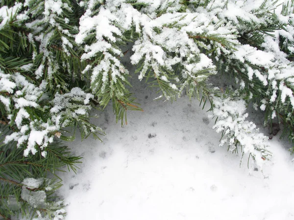 Větev stromu jedle ve sněhu — Stock fotografie
