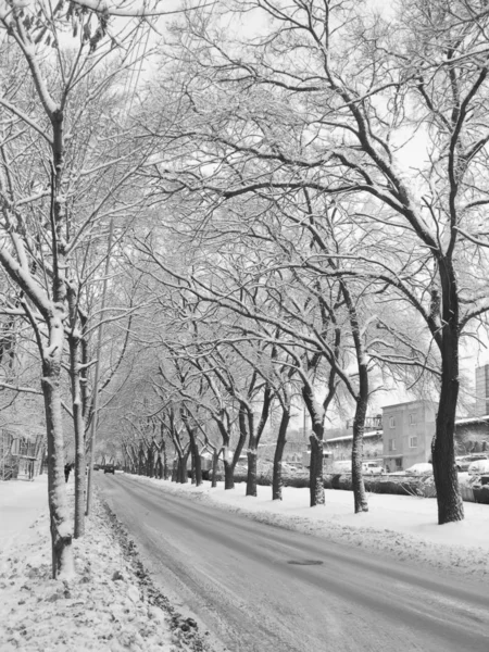 Yol kış, kar kaplı ağaçlar, beyaz dalları, wainter manzara Telifsiz Stok Imajlar