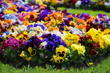Heartsease, flower garden - close-up, flowerbed clipart