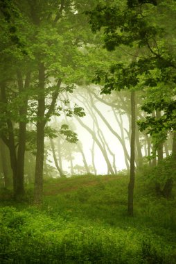 Doğal pencere, orman çerçeve