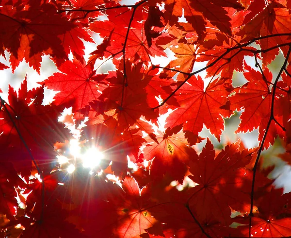 Φθινοπωρινό στολίδι, κόκκινα φύλλα σφενδάμου — Φωτογραφία Αρχείου