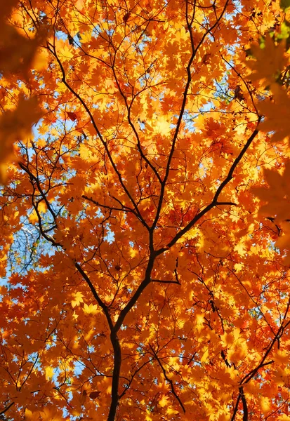 Φθινόπωρο, δέντρο σφενδάμνου, χρυσά φύλλα — Φωτογραφία Αρχείου
