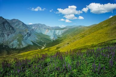 Altay, Rusya Federasyonu, dağlar ve nehir, panorama, tabiat manzarası, Belukha görünüm, yeşil vadi, güzel doğası