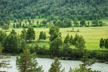 Altay, Rusya, dağ nehir Katun, panorama, orman, vahşi manzara, güzel doğası