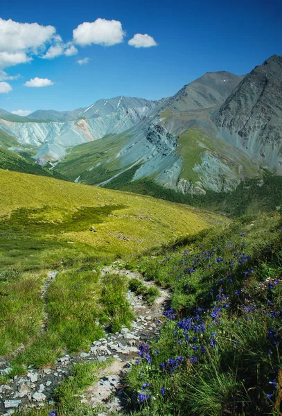 Altai, Rusia, montañas y río, panorama, paisaje salvaje, vista de Belukha, valle verde, hermosa naturaleza —  Fotos de Stock