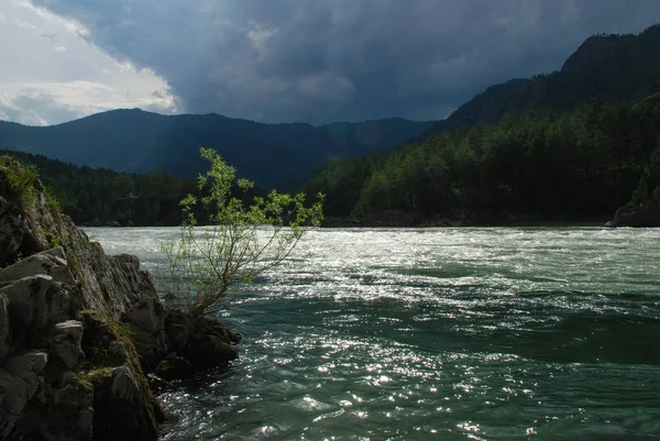 Altaï, Russie, rivière de montagne Katun, panorama, forêt, paysage sauvage, belle nature Photos De Stock Libres De Droits