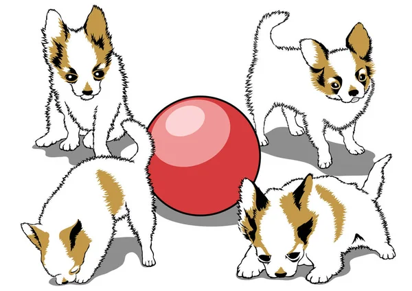 Chihuahua Vector illustration — Stock Vector