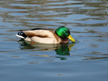 Güneşli bir bahar gününde gölde yüzen ördek.