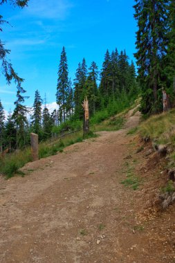 Ormandaki yol. Romanya 'nın Maramures kentindeki Rodnei Dağlarında Vuruldu