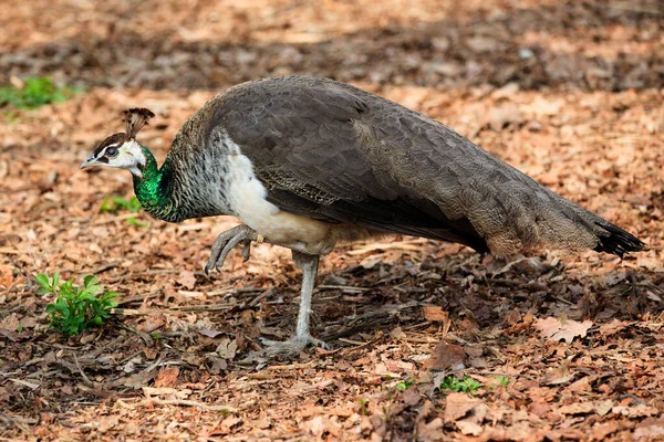 Volwassen Vrouwelijke Pauw Wandelen Natuur — Stockfoto