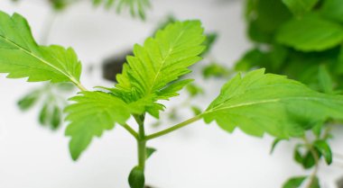 Bir ev bitki suda esrar ekimi.