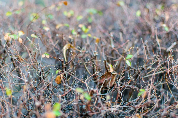 Száraz bokrok az első zöld levelek közelről. — Stock Fotó