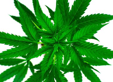 Beyaz bir arka plan üzerinde Marijuana bitkisi. İzole.