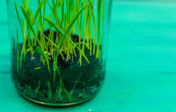 Les pousses vertes de la terre dans un vase en verre sur un fond de bois vert . — Photo