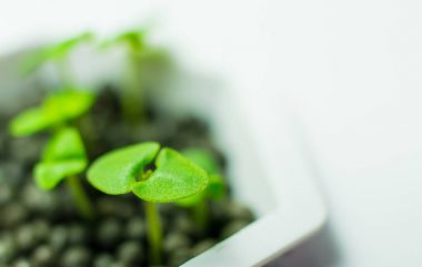 Beyaz arka planda genç yeşil filizler.