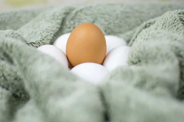 Ovos de galinha de uma superfície de tecido cinza. Um é castanho, os outros são brancos. Conceito: não como todos os outros . — Fotografia de Stock