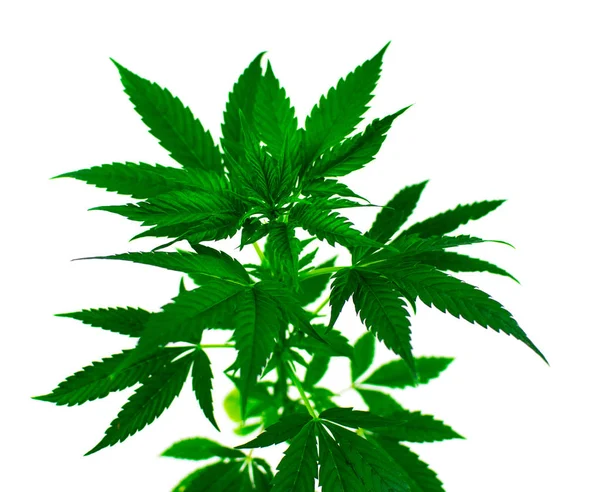 Plante de marijuana sur fond blanc. Isolé . — Photo