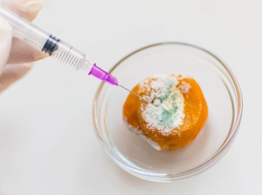 Küflü mandalina ve şırıngalı lastik eldivenli bir el..