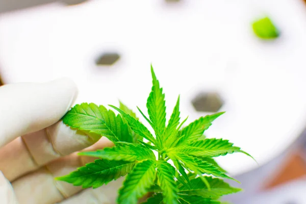 Cultivo de cannabis. Una mano en un guante de goma blanca sostiene una sábana de marihuana . — Foto de Stock