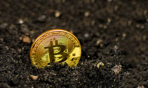 Bitcoin moneda en el suelo. El concepto de crecimiento de bitcoin . — Foto de Stock