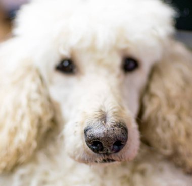 Büyük Kraliyet kaniş köpek close-up namlu.