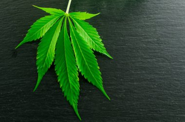 Esrar yaprakları siyah taş bir arka planda.