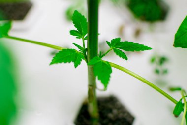 Esrar dallar görünen genç yaprakları.