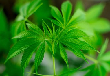 Yapraklar marihuana yetiştirir..