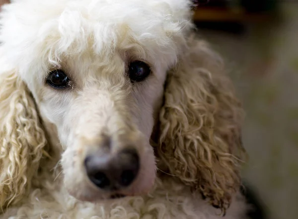 Muzzle of a dog close-up of a large royal poodle.
