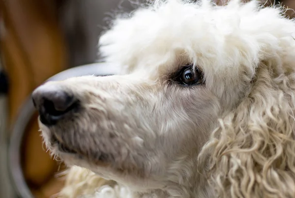 Bozal de un perro primer plano de un gran caniche real . — Foto de Stock