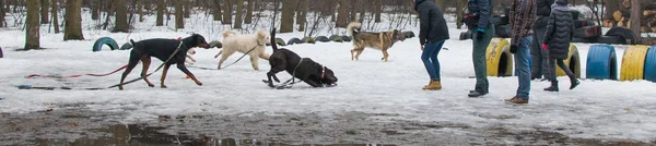 Training dogs in the winter.