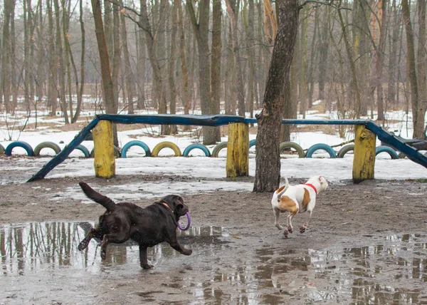 Chiens courir autour, jouer par mauvais temps humide en hiver — Photo