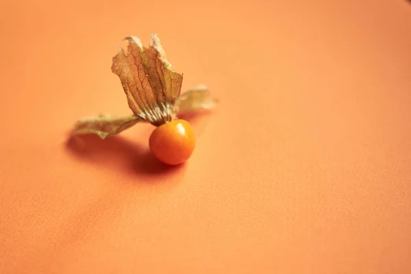 Bayas Physalis Sobre Fondo Naranja —  Fotos de Stock