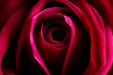 Siyah arka planda kırmızı gül çiçeği. Çiçek tasarımı.