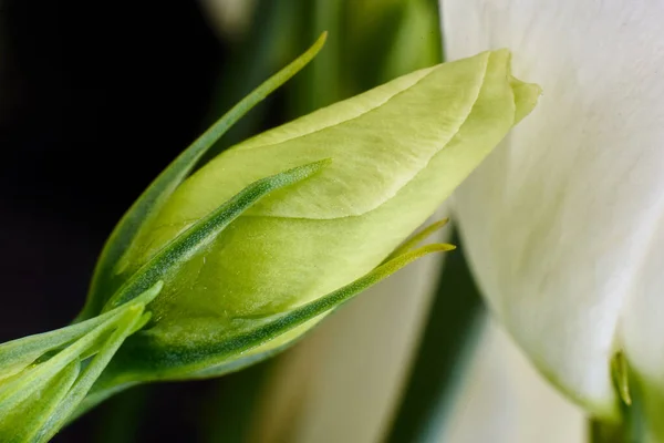 Bourgeon Vert Une Fleur Rose Blanche Gros Plan Fond Floral — Photo