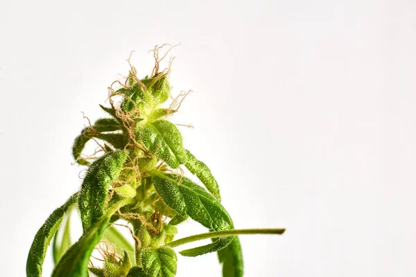 Marihuana Kwiat Zbliżenie Makro Białym Tle — Zdjęcie stockowe