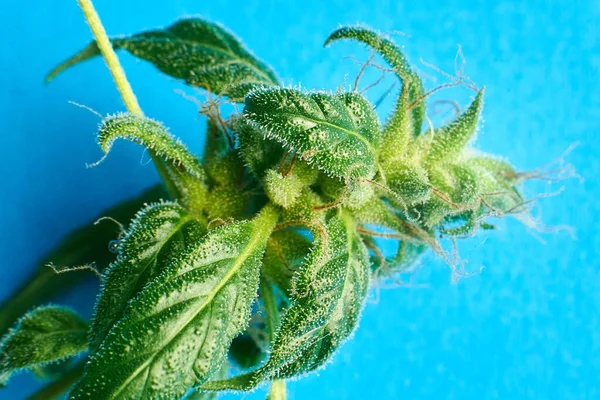 Marihuana Kwiat Zbliżenie Makro Niebieskim Tle — Zdjęcie stockowe