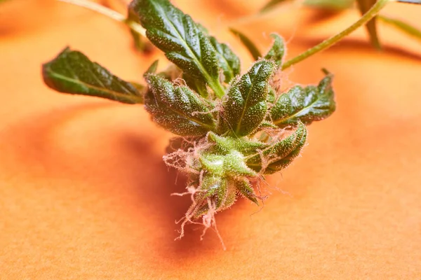 Marihuana Kwiat Zbliżenie Makro Pomarańczowym Tle — Zdjęcie stockowe
