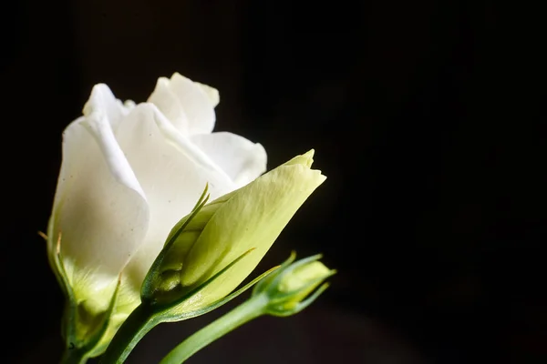 Bourgeon Vert Une Fleur Rose Blanche Gros Plan Sur Fond — Photo