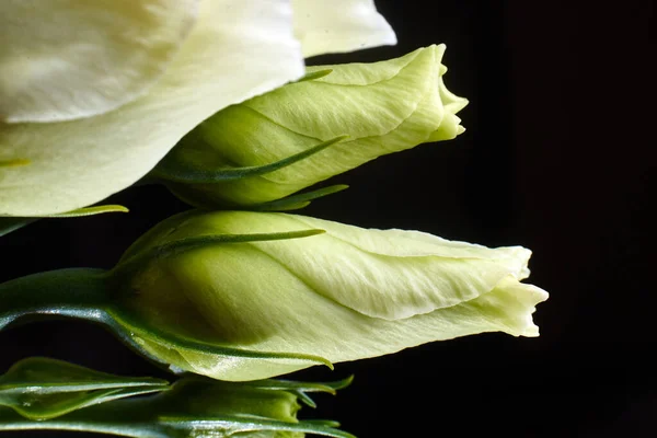Fleur Rose Blanche Gros Plan Sur Fond Noir Conception Florale — Photo