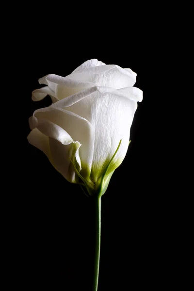 Siyah arka planda beyaz gül çiçeği. Çiçek tasarımı.